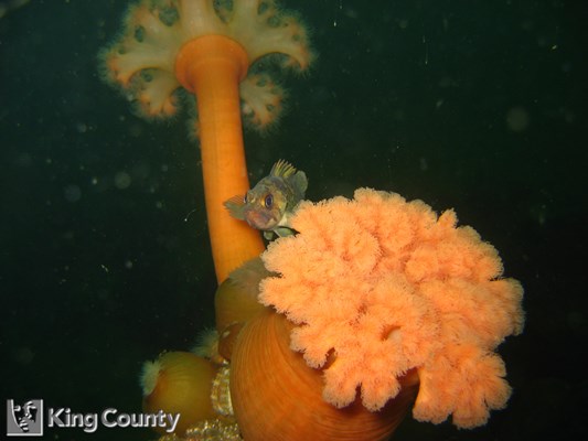 Photo of Metridium farcimen